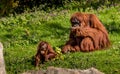 Bornean Orangutan with baby in the sun Royalty Free Stock Photo