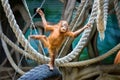 Bornean orangutan cub