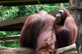 The Bornean orangutan differs in appearance from the Sumatran or