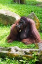 The Bornean orangutan differs in appearance from the Sumatran or