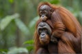 Bornean Orangutan femalecarrying her son