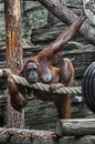 Bornean orangutan female 3 Royalty Free Stock Photo