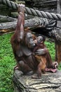 Bornean orangutan female and her kid 1 Royalty Free Stock Photo