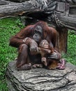 Bornean orangutan female and her kid 3 Royalty Free Stock Photo