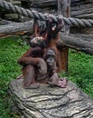 Bornean orangutan female and her kid 5 Royalty Free Stock Photo