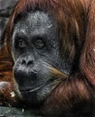 Bornean orangutan female at the window 4 Royalty Free Stock Photo