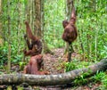 Bornean orangutan in green rainforest. Natural habitat