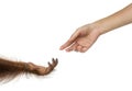 Bornean orangutan and human hands reaching at each other