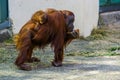 Bornean orangutan with a infant on its back and eating a vegetable, critically endangered animal specie from Indonesia Royalty Free Stock Photo