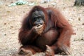 A Bornean Orangutan Isolated Royalty Free Stock Photo