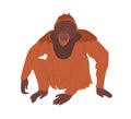 Bornean orangutan or large brown hairy ape with long limbs. Reddish shaggy monkey sitting isolated on white background