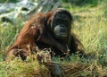 Bornean orangutan looking at the camera Royalty Free Stock Photo