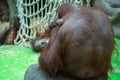 Bornean orangutan, mother with a cub sitting on a rock. Fauna, mammals, primates Royalty Free Stock Photo