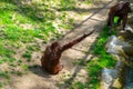 Bornean Orangutan Pongo pygmaeus in Barcelona Zoo Royalty Free Stock Photo