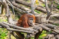 Bornean Orangutan Pongo pygmaeus in Barcelona Zoo Royalty Free Stock Photo