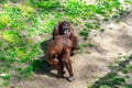 Bornean Orangutan Pongo pygmaeus in Barcelona Zoo Royalty Free Stock Photo