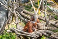 Bornean Orangutan Pongo pygmaeus in Barcelona Zoo Royalty Free Stock Photo