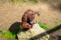 Bornean Orangutan Pongo pygmaeus in Barcelona Zoo Royalty Free Stock Photo