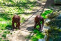 Bornean Orangutan Pongo pygmaeus in Barcelona Zoo Royalty Free Stock Photo