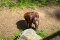 Bornean Orangutan Pongo pygmaeus in Barcelona Zoo Royalty Free Stock Photo