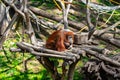 Bornean Orangutan Pongo pygmaeus in Barcelona Zoo Royalty Free Stock Photo