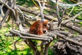 Bornean Orangutan Pongo pygmaeus in Barcelona Zoo Royalty Free Stock Photo