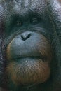 Bornean orangutan (Pongo pygmaeus), face of ape in close-up view Royalty Free Stock Photo