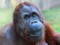 The Bornean orangutan (Pongo pygmaeus). Royalty Free Stock Photo