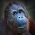 The Bornean orangutan (Pongo pygmaeus). Royalty Free Stock Photo