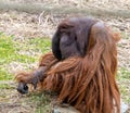 The Bornean orangutan Pongo pygmaeus is a species of orangutan endemic to the island of Borneo Royalty Free Stock Photo