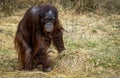 The Bornean orangutan Pongo pygmaeus is a species of orangutan endemic to the island of Borneo Royalty Free Stock Photo