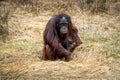 The Bornean orangutan Pongo pygmaeus is a species of orangutan endemic to the island of Borneo Royalty Free Stock Photo