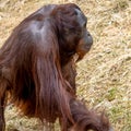 The Bornean orangutan Pongo pygmaeus is a species of orangutan endemic to the island of Borneo Royalty Free Stock Photo