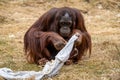 The Bornean orangutan Pongo pygmaeus is a species of orangutan endemic to the island of Borneo Royalty Free Stock Photo