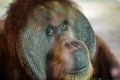 Bornean orangutan Pongo pygmaeus is a species of orangutan native to the island of Borneo. Is a critically endangered species, Royalty Free Stock Photo