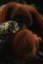 Bornean orangutan, Pongo pygmaeus is a species of orangutan Royalty Free Stock Photo
