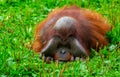 Bornean orangutan Pongo pygmaeus is a species of orangutan native to the island of Borneo. Royalty Free Stock Photo