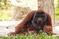 Bornean orangutan(Pongo pygmaeus) in Thailand ( Found it at Born Royalty Free Stock Photo