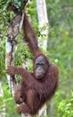 Bornean orangutan Pongo pygmaeus on the tree under rain in the wild nature. Central Bornean orangutan Pongo pygmaeus wurmbii Royalty Free Stock Photo