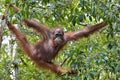 Bornean orangutan Pongo pygmaeus on the tree under rain in the wild nature. Central Bornean orangutan Pongo pygmaeus wurmbii Royalty Free Stock Photo