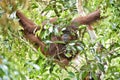 Bornean orangutan Pongo pygmaeus on the tree under rain in the wild nature. Central Bornean orangutan Pongo pygmaeus wurmbii Royalty Free Stock Photo