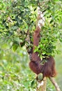 Bornean orangutan Pongo pygmaeus on the tree under rain in the wild nature. Central Bornean orangutan Pongo pygmaeus wurmbii Royalty Free Stock Photo