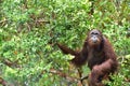 Bornean orangutan Pongo pygmaeus on the tree under rain in the wild nature. Central Bornean orangutan Pongo pygmaeus wurmbii Royalty Free Stock Photo