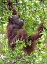 Bornean orangutan Pongo pygmaeus on the tree under rain in the wild nature. Central Bornean orangutan Pongo pygmaeus wurmbii Royalty Free Stock Photo