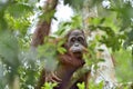 Bornean orangutan Pongo pygmaeus on the tree under rain in the wild nature. Central Bornean orangutan Pongo pygmaeus wurmbii Royalty Free Stock Photo