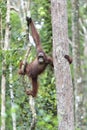 Bornean orangutan Pongo pygmaeus on the tree in the wild natur