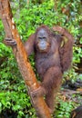 Bornean orangutan Pongo pygmaeus under rain . Royalty Free Stock Photo