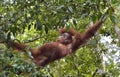 Bornean orangutan Pongo pygmaeus under rain . Royalty Free Stock Photo