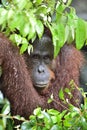 Bornean orangutan Pongo pygmaeus under rain. Close up Royalty Free Stock Photo