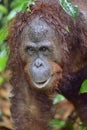 Bornean orangutan Pongo pygmaeus under rain. Close up Royalty Free Stock Photo